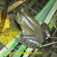 /home//u458753944/public_html/sourcegallery////////Frogs/More bullfrogs/PB010792.JPG